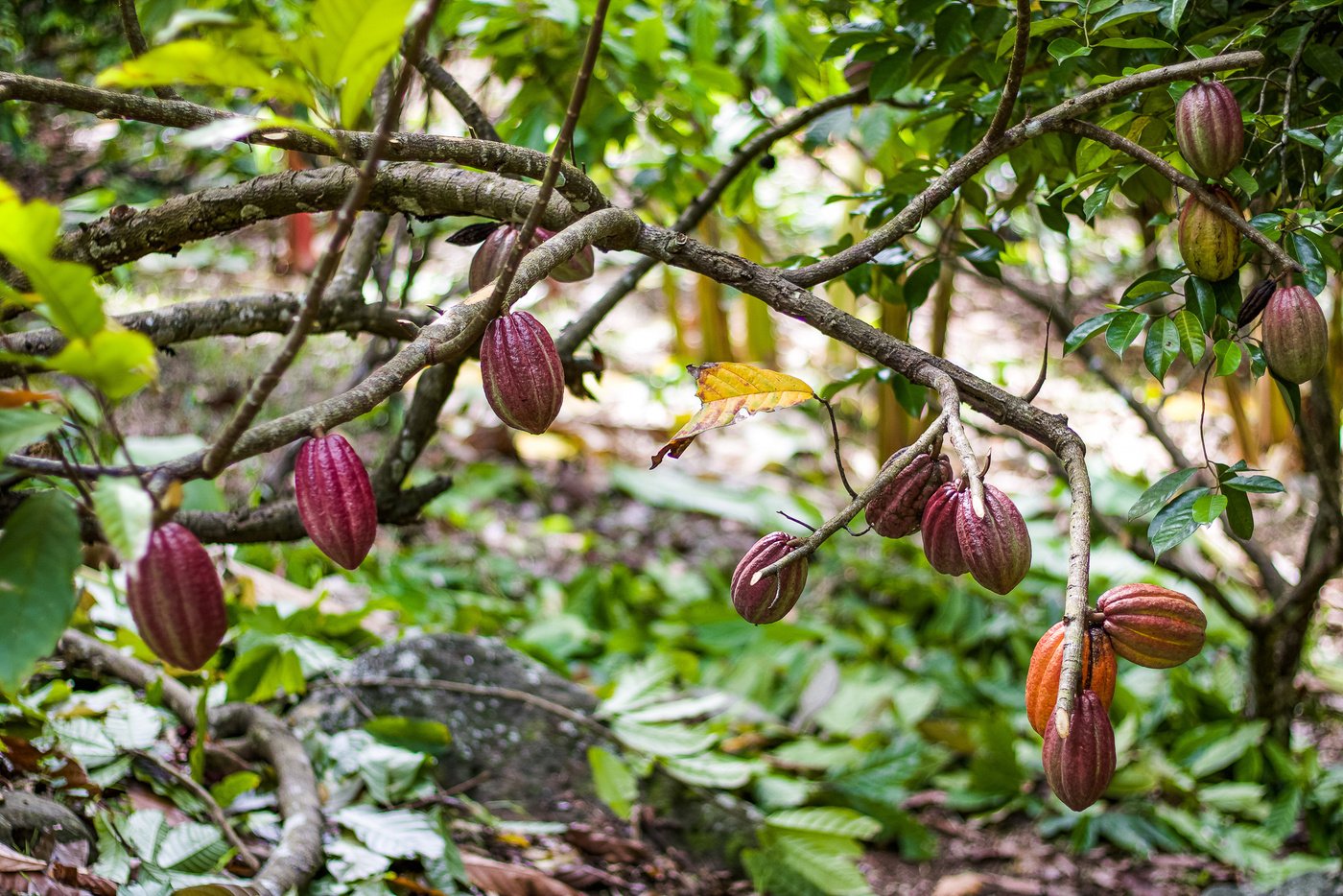 Red Cocoa / cacao tree in a cocoa plantation, Caribbean